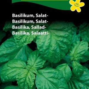 Basilikum, Salat- ( C) 1143