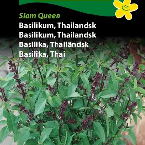Basilikum, Thailandsk, Siam Queen (D) 1131