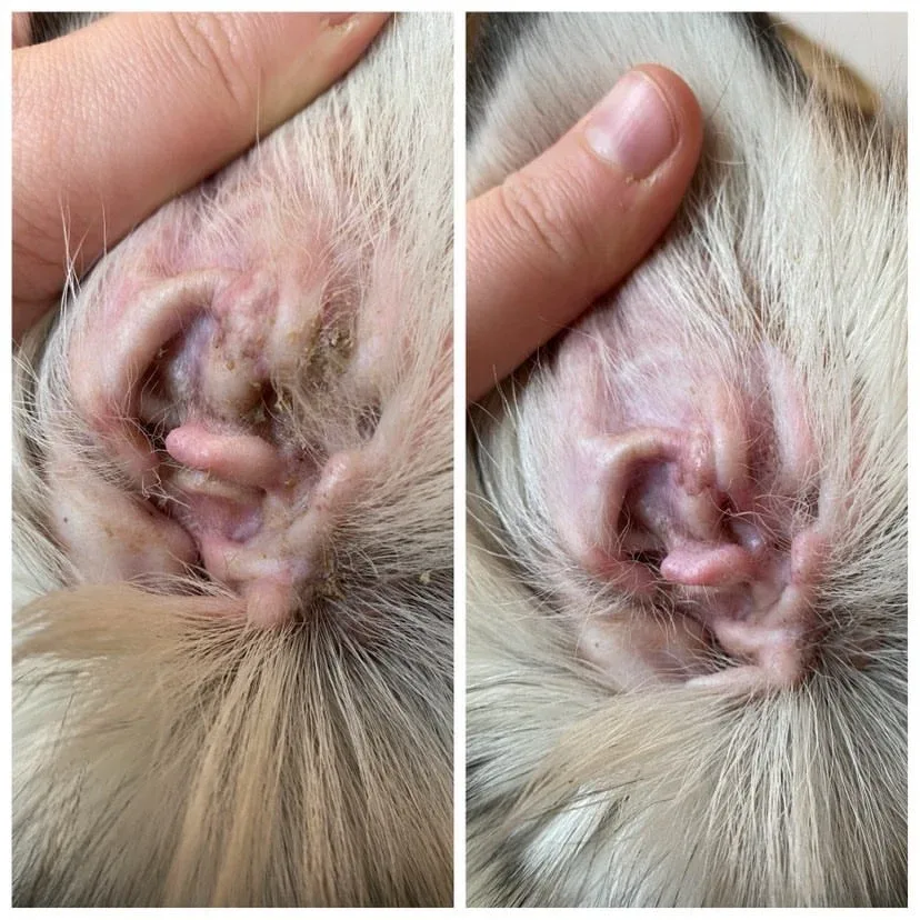 B&B Ørepleje til hunde og katte - Image 2