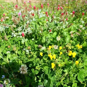 Blomster- og bestøverbrak u græs, 10 Kg.
