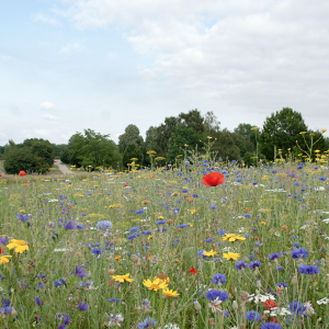 Blomsterengblanding, 1 kg