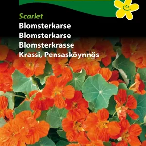 Blomsterkarse, Scarlet (D) 1676