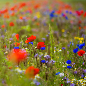 Blomstermarksblanding, en+flerårig til haven