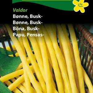Bønne, Busk-, Dior ( E) 1221