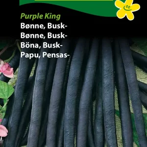 Bønne, Busk-, Purple King (F) 1222
