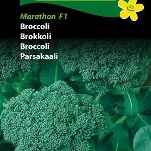 Broccoli, Ramoso Calabrese (F) 1219