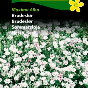 Brudeslør, Maxima Alba ( C) 1860