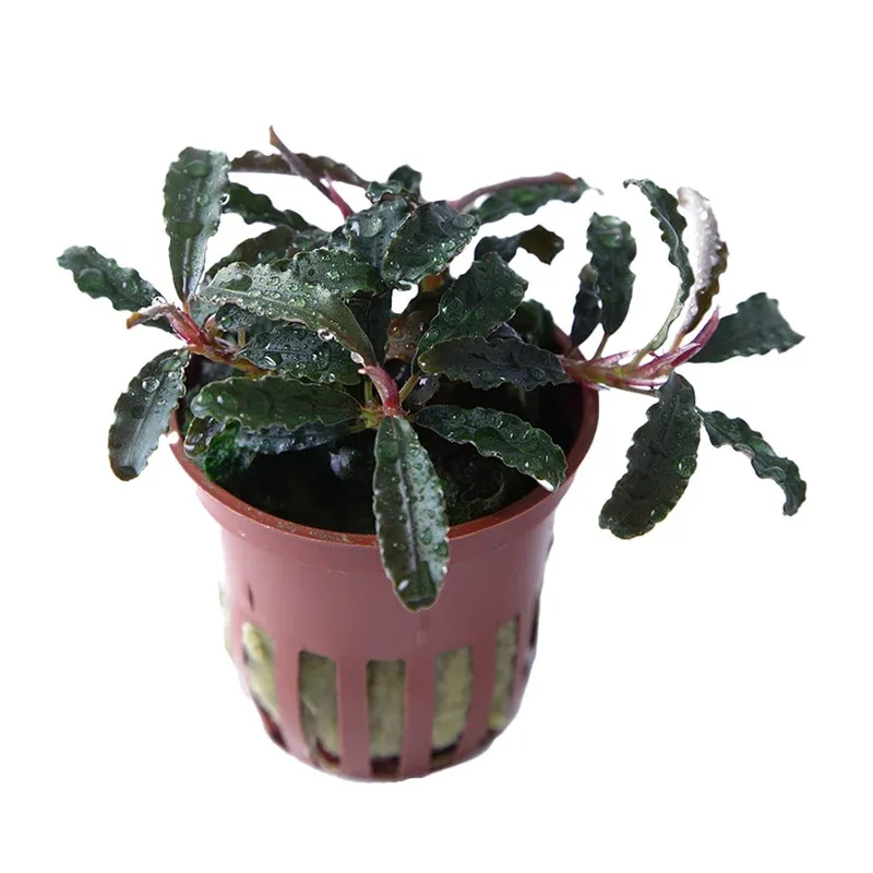 Bucephalandra 'Kedagang'