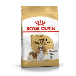 Cavalier King Charles Adult
