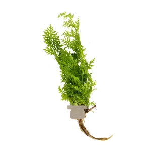 Ceratopteris thalictroides clip