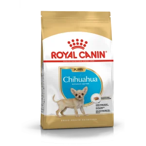 Chihuahua Puppy
