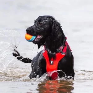 Chuckit Amphibious Fetch Balls 3 Stk En Ægte Flydebold