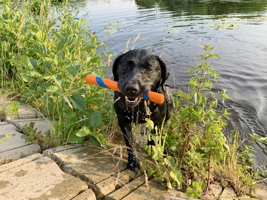 Chuckit Ultra Fetch Stick (KastePind) 28cm - Image 2