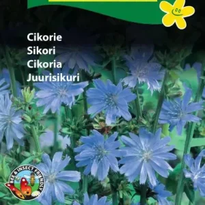 Cikorie (C ) 1892
