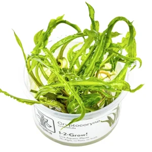 Cryptocoryne crispatula Nr.8 1-2-Grow! ca. 20-60 cm