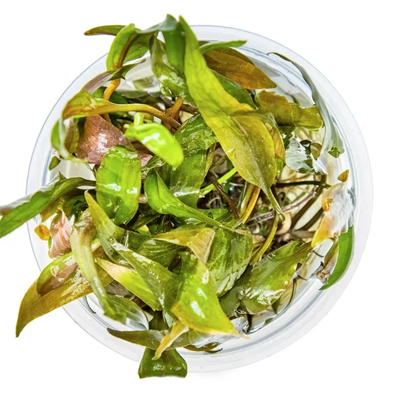 Cryptocoryne undulata 'Broad Leaf' Nr.8 1-2-Grow! ca. 15-30 cm - Image 2