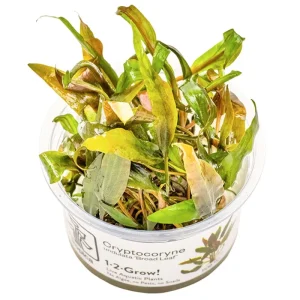 Cryptocoryne undulata 'Broad Leaf' Nr.8 1-2-Grow! ca. 15-30 cm