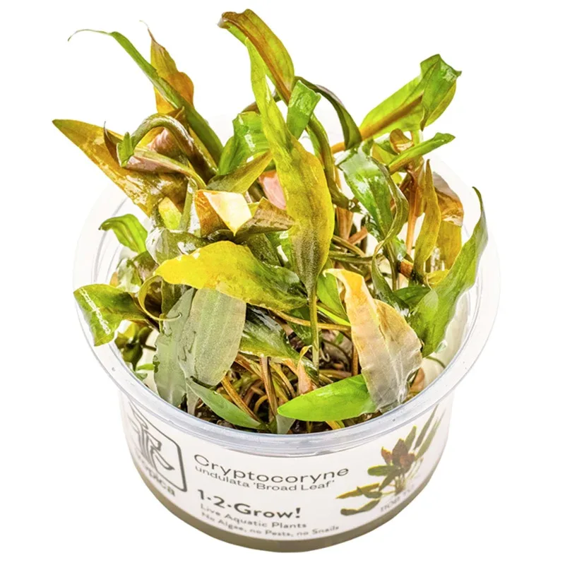 Cryptocoryne undulata 'Broad Leaf' Nr.8 1-2-Grow! ca. 15-30 cm