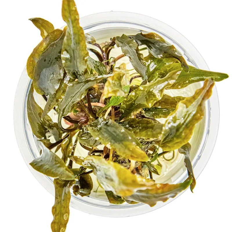 Cryptocoryne wendtii 'Mi Oya' Nr.8 - Image 2