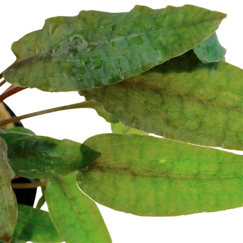 Cryptocoryne wendtii 'Tropica' Nr.7 potte - Image 2