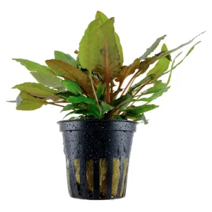 Cryptocoryne wendtii 'Tropica' Nr.7 potte