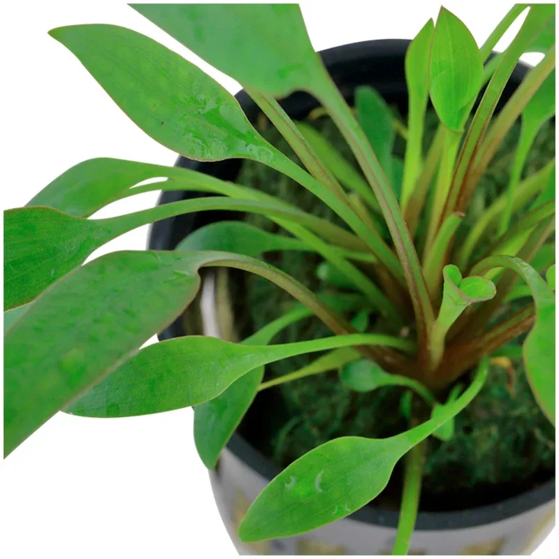 Cryptocoryne x willisii Nr.7 ca. 7-20 cm - Image 2
