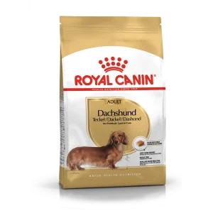 Dachshund Adult