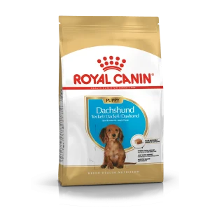 Dachshund Puppy 1,5 kg