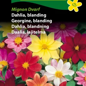 Dahlia, blanding, Mignon Dvarf (D) 1768