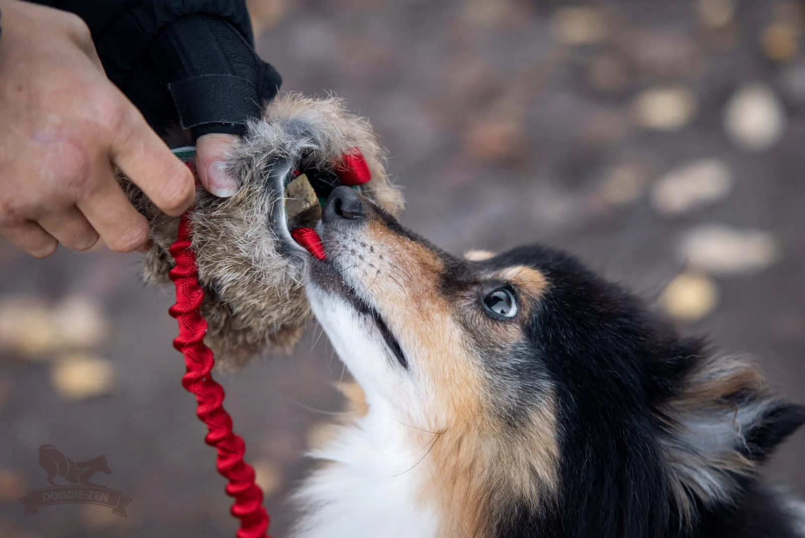 Doggie-Zen belønningslegetøj med godbidspung og kanin