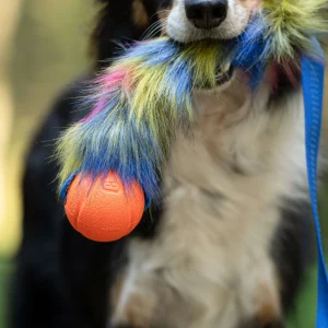 Doggie-Zen Chaser legetøj med Chuckit Fetch bold