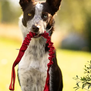 Doggie-Zen Forlængerhåndtag til legetøj – 60 cm m/bungy