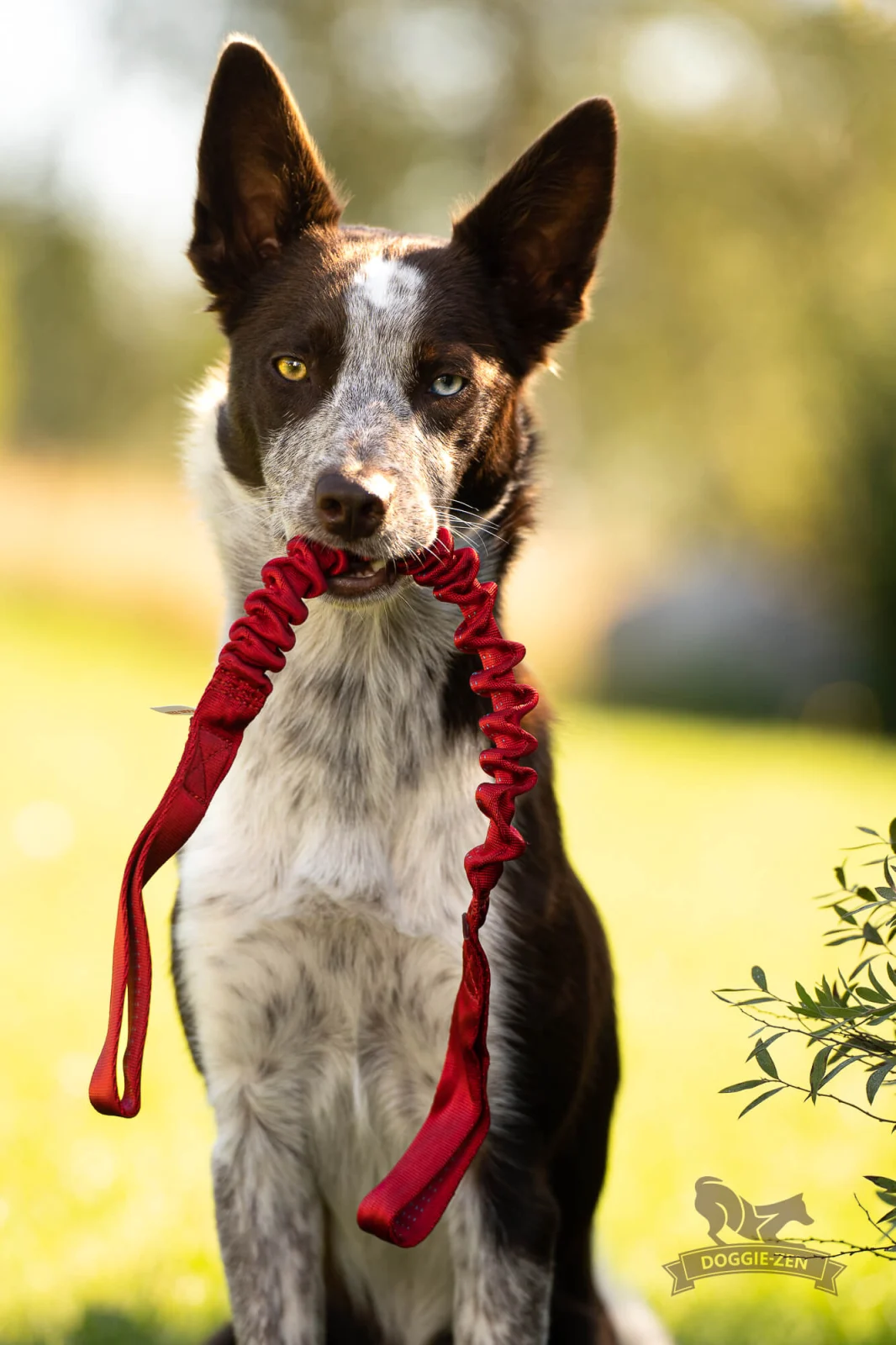 Doggie-Zen Forlængerhåndtag til legetøj – 60 cm m/bungy