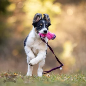 Doggie-Zen hvalpelegetøj m JW bold