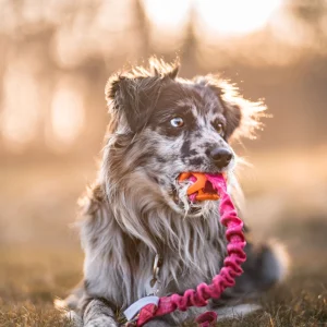 Doggie-Zen Legetøj med Chuckit Air bold og kaninpels