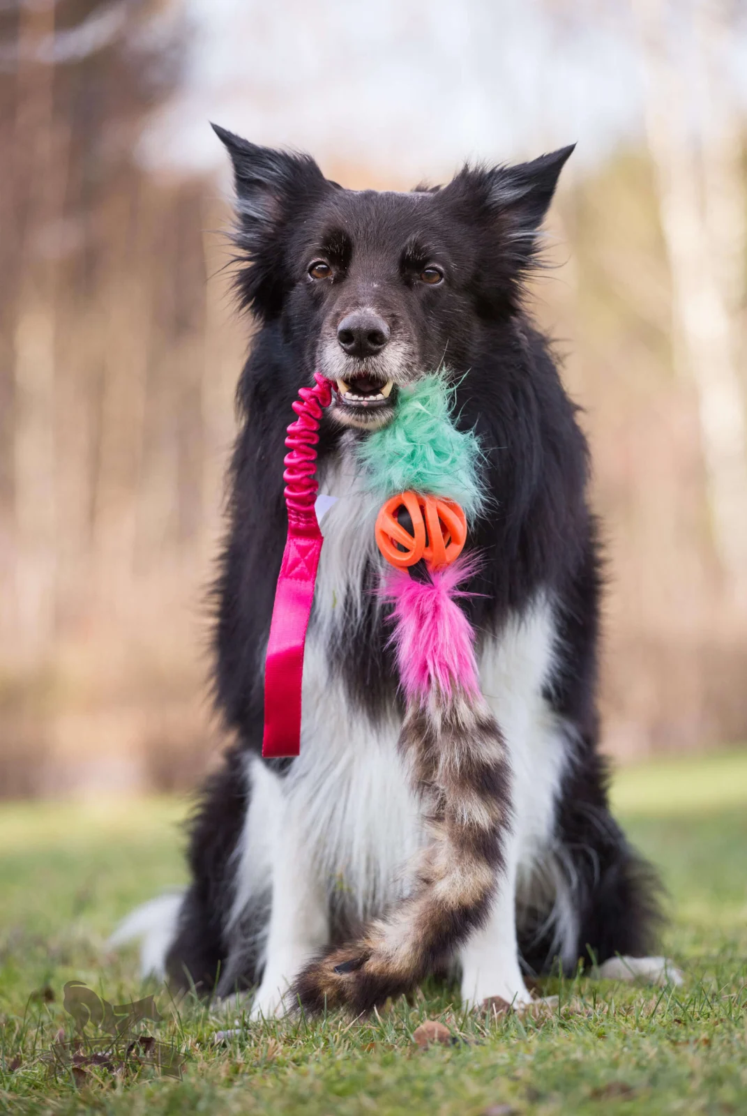 Doggie-Zen legetøj med Chuckit Air bold og vaskebjørn - Image 2