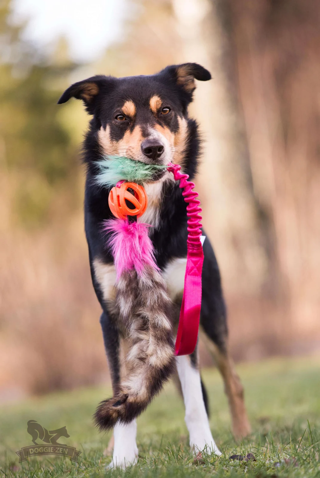 Doggie-Zen legetøj med Chuckit Air bold og vaskebjørn