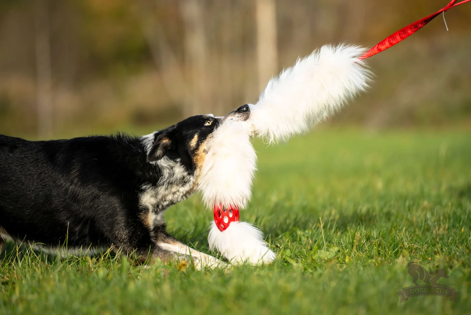 Doggie-Zen legetøj med lammeskind og JW bold