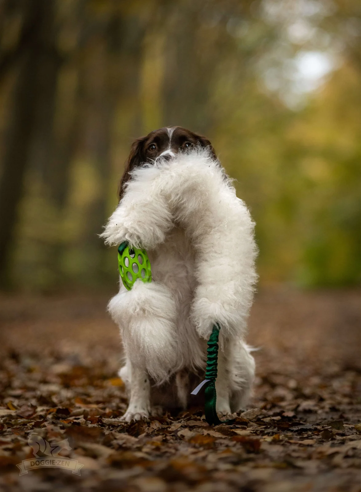 Doggie-Zen legetøj med lammeskind og JW bold - Image 2