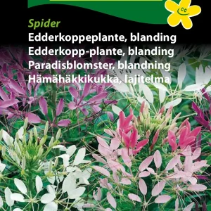 Edderkoppeplante, blanding, Spider (B) 1679