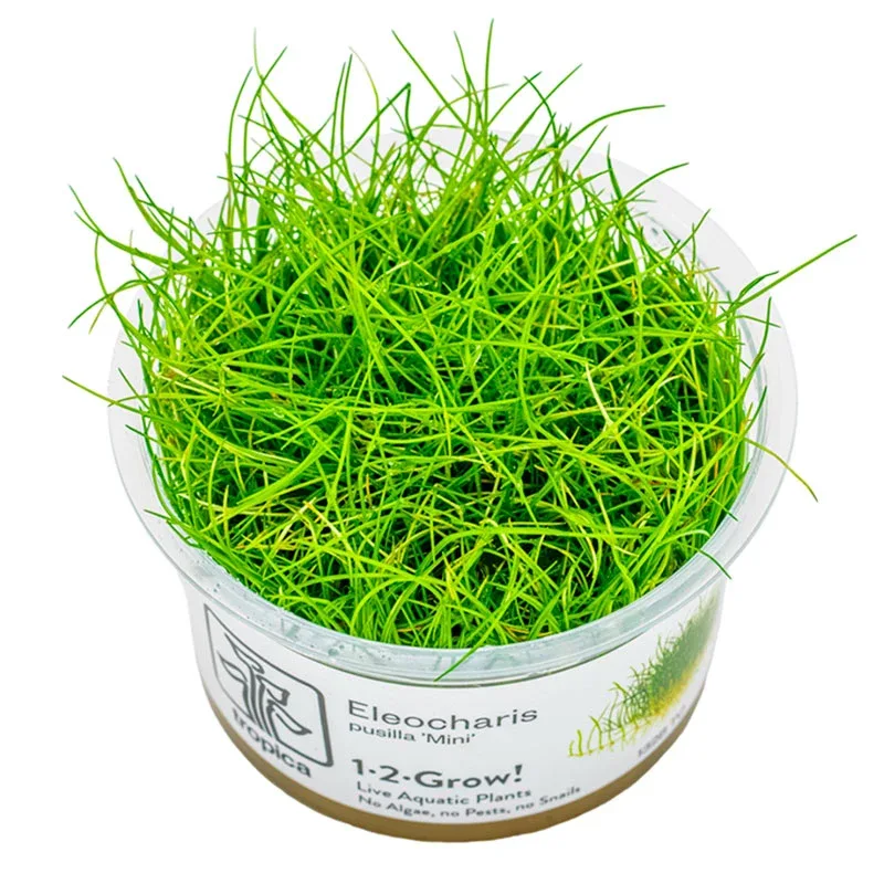 Eleocharis acicularis 'Mini' Nr.8