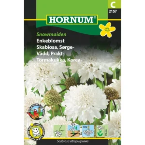 Enkeblomst, Snowmaiden ( C) 2157