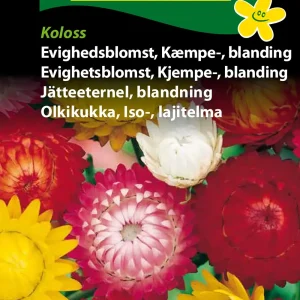 Evighedsblomst, Kæmpe-, blanding (D) 1769