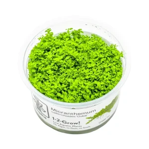 Fisk Levende planter
