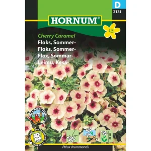 Floks, Sommer-, Cherry Caramel (D) 2131
