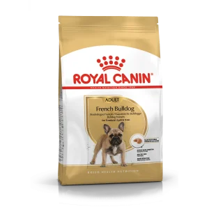 French Bulldog Adult