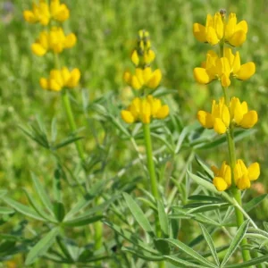 Gul Lupin – 2 kg.