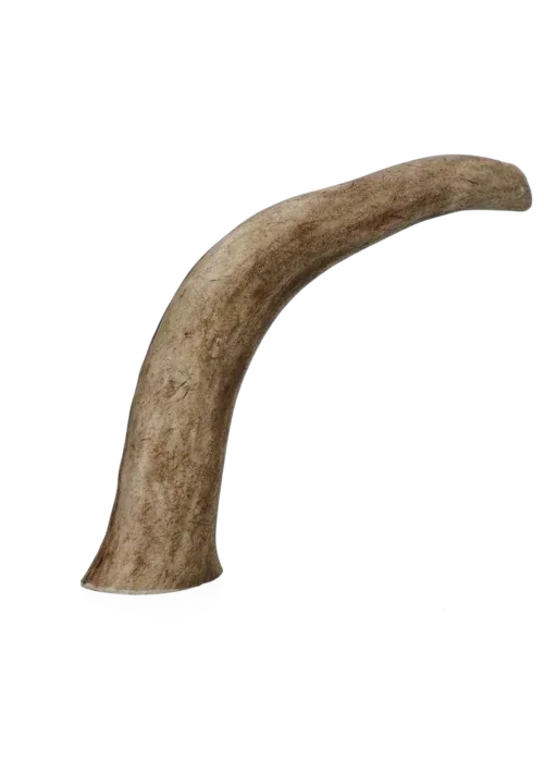 Hård Kronhjortegevir viking horn til hunde (Flere størrelser) - Image 2
