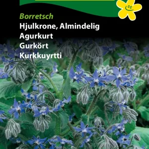 Hjulkrone, Almindelig, Borretsch (D) 1128