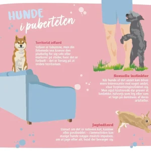 Hund i puberteten